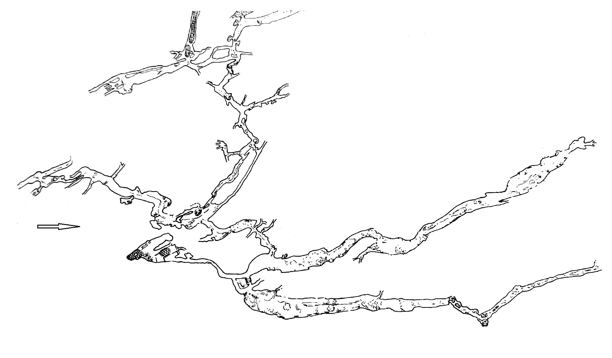 1218 Fig 5